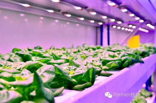 餐桌背后的中國(guó) 給現(xiàn)實(shí)中的食品工業(yè)來(lái)一點(diǎn)科幻的味道