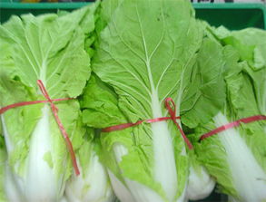 蘇州工廠蔬菜配送公司價(jià)格 蘇州工廠蔬菜配送公司型號規(guī)格