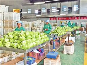 "春天"農(nóng)產(chǎn)品 靠質(zhì)量信用闖世界_新聞?lì)l道_中國(guó)青年網(wǎng)