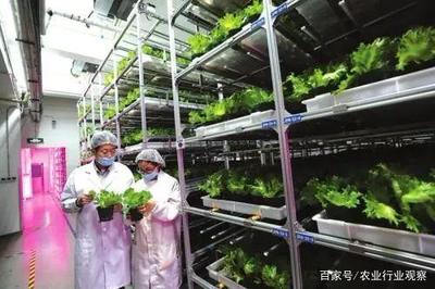 植物工廠:90%不盈利,然而產(chǎn)品符合消費趨勢,未來價值可期