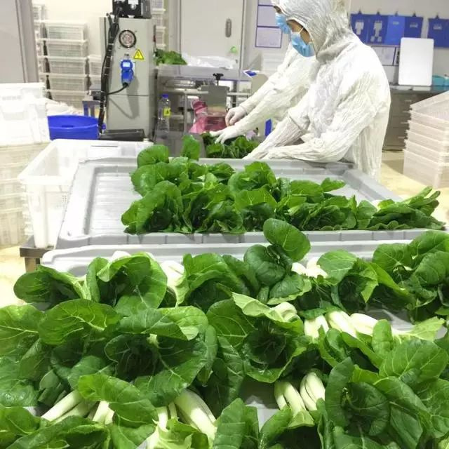 厲害了!LED植物工廠蔬菜榮登金磚國宴