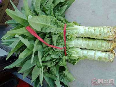 【泰安市岱岳區(qū)馬莊鎮(zhèn)-萵苣-青皮青肉】,價格,廠家,供應(yīng)商,新鮮蔬菜,泰安市糧舒蔬菜專業(yè)合作社 - 產(chǎn)品庫